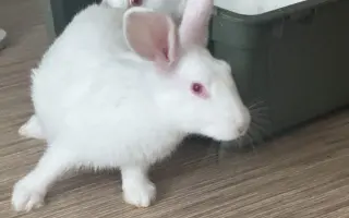 Minora a Destiny už jednou dostaly šanci na život. Teď o něj bojují podruhé.