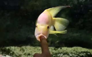 Vytvořme rybkám lepší domov!