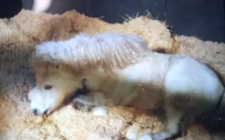 Léčba pro poníka Matýska