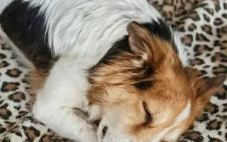 POMOC PRO FOXÍČKA - ZDRAVÝ DECH A PROTÉZA