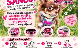 Pojďte s Xyrou pomáhat pejskům, kteří to potřebují