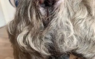 Badyho v dočasné péči čeká operace: Pomozme mu ji zvládnout 🐕