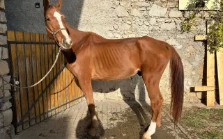 Pomoc pro spolek Kapka pro tlapky