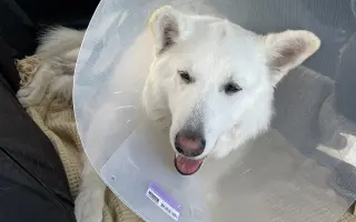 Dvě kolínka pro Oriho. Pomozte Orimu na tlapky