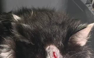 Kočky vrní, faktury křičí. Pomozte MonPet z.s. dál zachraňovat kočičí životy.