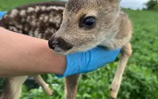 Zabraňme společně zbytečné smrti již brzy narozených srnčat a dalších mláďat