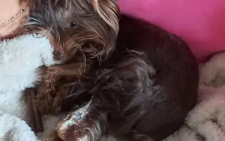 Bojovník Bertík vážící pouhé 1 kilo