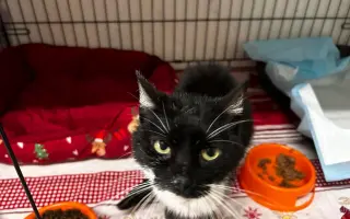 Pomoc s léčením zubožené kočičky Johanky