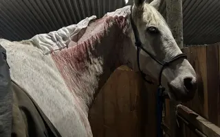 Pomoc pro Sanyho s rakovinou