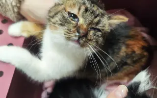 Druhá šance začíná tady: Rekonstrukce karantény pro kočky a skladu