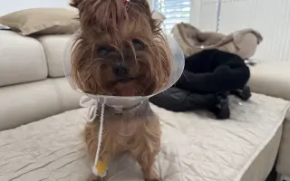 Pomozme Welle po nálezech rakoviny vidět, Daře k pohybu a Willymu ke zdraví