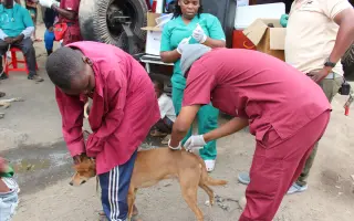 Kastrační mise v Tanzanii / Spay & Neuter Campaign in Tanzania