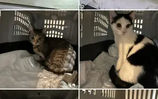 Staňte se nadějí pro kočičky bez domova