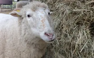 Pomozte nám naplnit jesle zachráněným ovcím a kozám z Farmy Kapsa