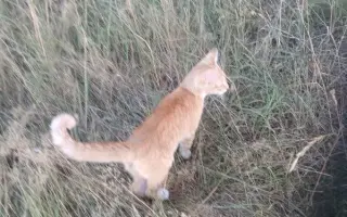 Šance na život pro opuštěné kočičky