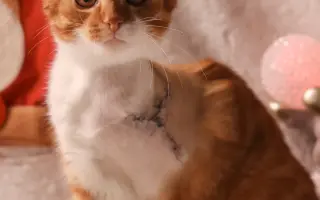 Dej šanci bezbranným psům a kočkám ve spolku Pet Heroes z.s.