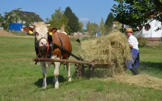 Podpořte pořízení nových chomoutů a postrojů pro kravičku Matyldu