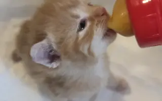 Staňte se nadějí pro kočičky bez domova