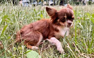 Pomozme Xyrušče znovu běhat 🐾♥️