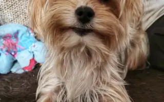 Druhá operace kolene pro Miu