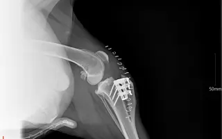 Pomozte Kessy postavit se zpátky na ťapky