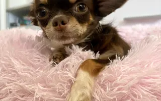 Pomozme Xyrušče znovu běhat 🐾♥️
