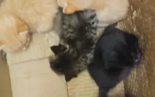 Pomůžete kočičkám bez domova?