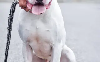 Pomozte opuštěným a týraným psům domů 🩷 LookingForPets