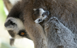 Podpořte dvojčata lemura kata, která se narodila v Zoo Praha v době karantény
