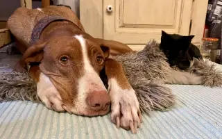 Pomozte❤️ Srdce pro zvířata - naděje pro opuštěné