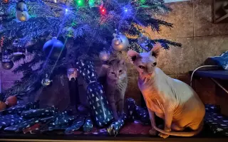 Boj o život Dyka, Tesinky a dalších - pomozte nám vyhrát nad panleukopenií