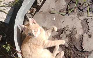 Pomoc pro 8 statečných 😺