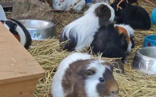 Sucho vypálilo pastviny. Zachráněná zvířata potřebují seno.