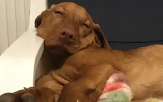 Pomoc pro Molde – fenku maďarského ohaře po vážném úrazu