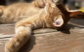 Pomozte❤️ Srdce pro zvířata - naděje pro opuštěné