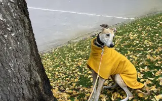 Prosíme o pomoc Tequile po operaci plíce, aby mohla dále skotačit