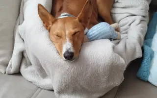 Billinka znovu bojuje o život – pomozte jí ho vyhrát