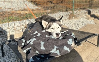 Pomozte prosím, aby Šedou mohl znova na nohy