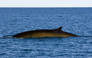 Okolo ISLANDU