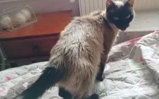 Příběh Jeníčka a Mařenky