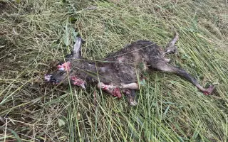 Záchrana zvířat na Mělnicku - Potřebujeme pořídit dron s termovizí