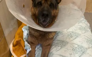 Dej šanci bezbranným psům a kočkám ve spolku Pet Heroes z.s.