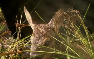 Mláďata na jaře, ostatní zvířata celoročně - ti všichni nás potřebují!