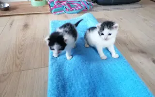 ZACHRAŇME KOŤÁTKA PŘED ZIMOU!