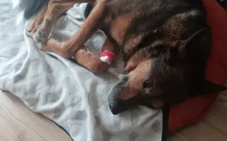 Pomohli jste Šakimu znovu chodit