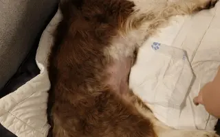 Pomozme prosím Rastikovi na nohy 🩵