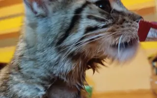 Pomozte prosím Johnymu vyléčit závažnou nemoc FIP