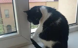 Pomoc kočičce Clea po pádu z okna