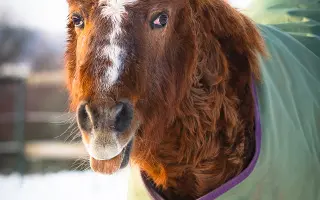 Voříškov prosí o pomoc pro psí útulkáče, poničku Babuňu, kočky a další zvířátka