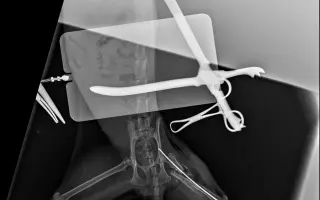 Nekonečný boj o záchranu zvířecích životů 😢